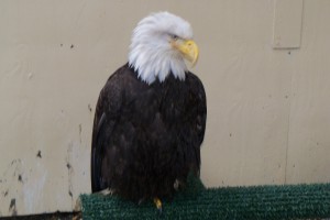 Juneau 1