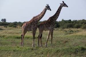 Tarangarie, Serengeti, Ngorogoro Crater and Masai Mara 085